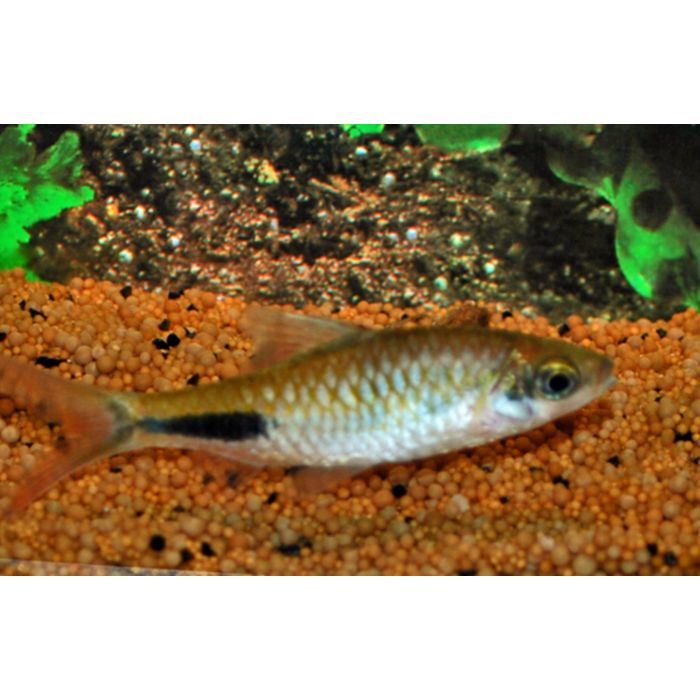 Dawkinsia Rohani / Barbeel Rohani