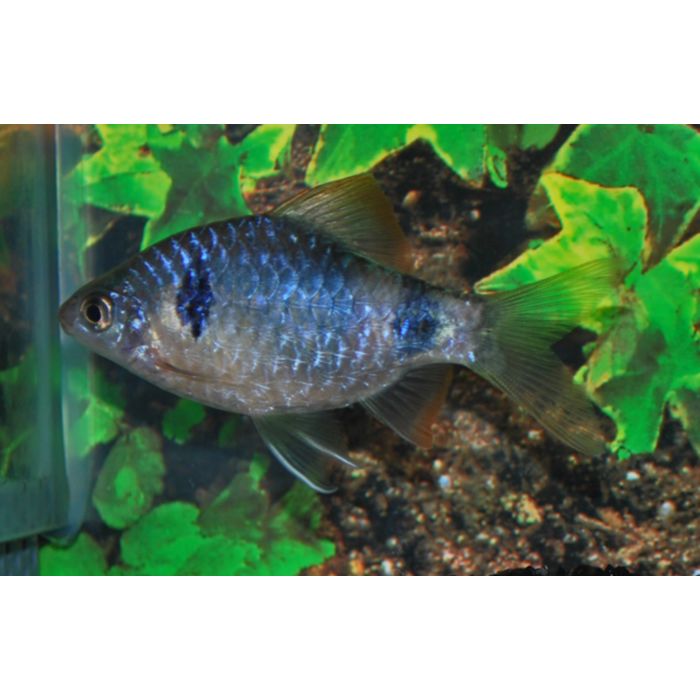 Pethia Narayani Barbeel Narayani