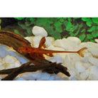 Rineloricaria Sp. / Red Lizard Catfish L010A