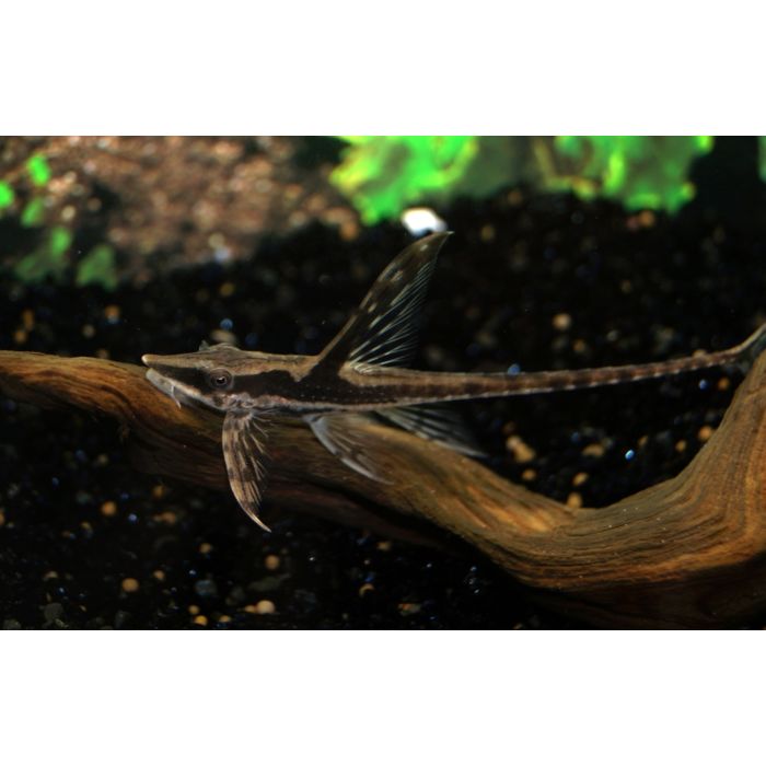 Sturisoma Festivum Steurmeerval Festivum