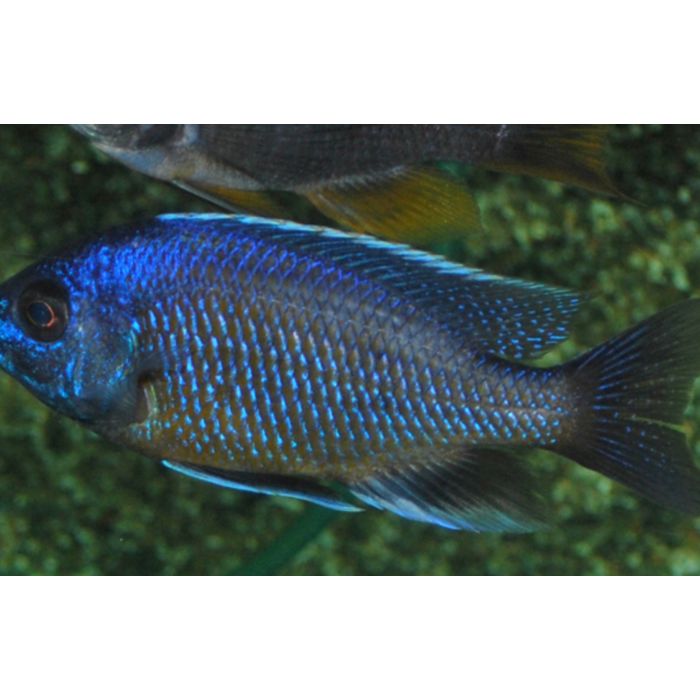 Haplochromis / Copadichromis Borleyi Kadango Red Malawi Cichlide