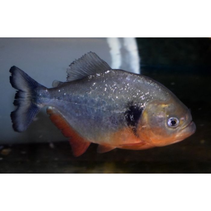 Pygocentrus Cariba / Piranha Cariba