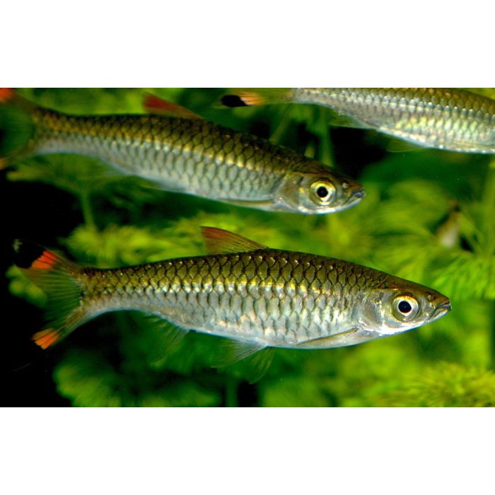Rasbora Caudimaculata / Grote Oranje Knipstaart
