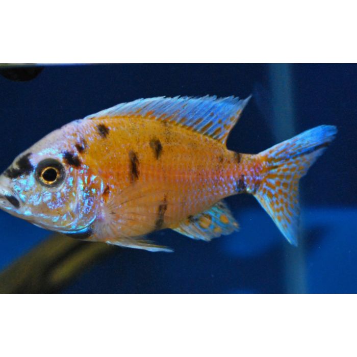 Aulonocara Orange Blotched Malawi Cichlide
