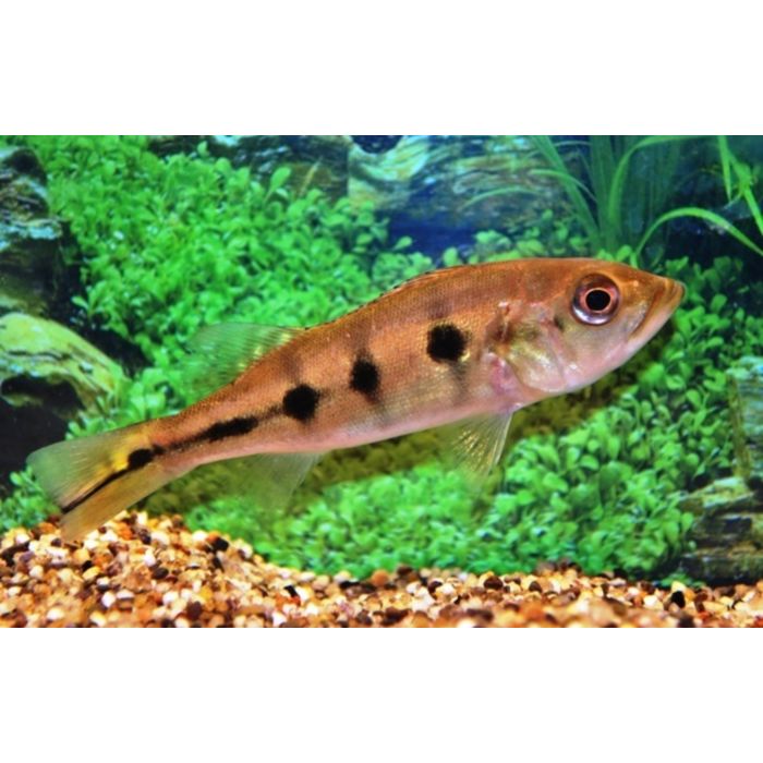 Cichla Ocellaris S