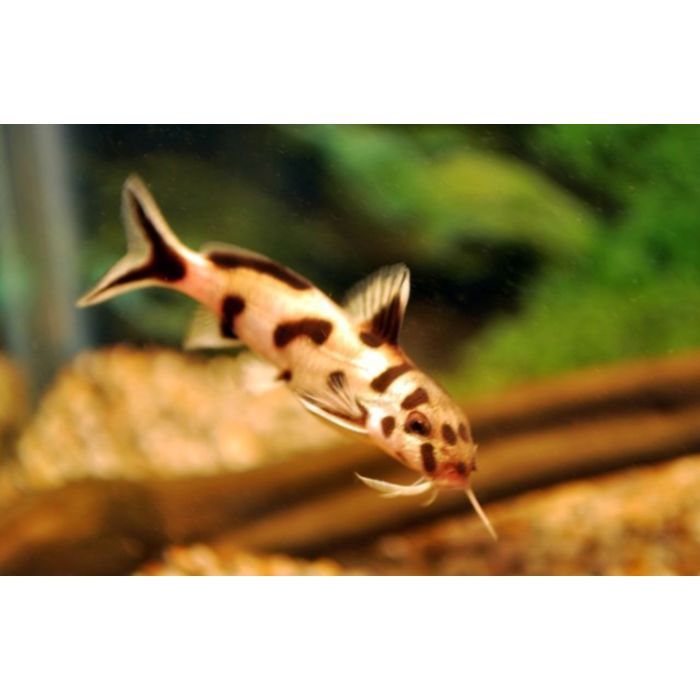 Synodontis Polli White Baardmeerval Polli White