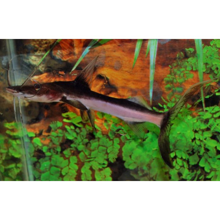 Brachyplatystoma Platynemum