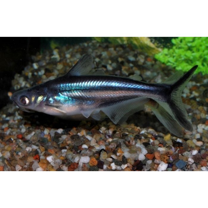 Pangasianodon Hypophthalmus / Blauwe Haaimeerval