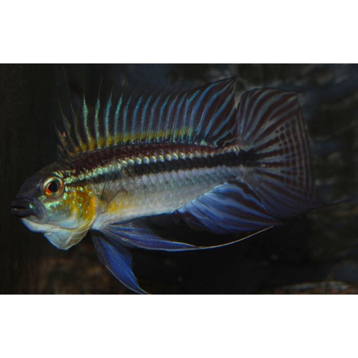 Apistogramma Bitaeniata Shishita