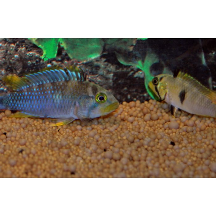 Apistogramma Panduro / Dwergcichlide Panduro