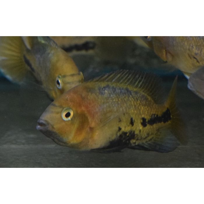 Vieja Melanura Quetzalcichlide