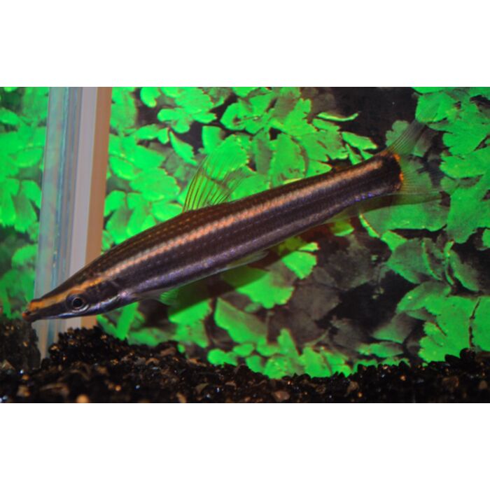 Anostomus Ternetzi / Goudstreep Kopstaander