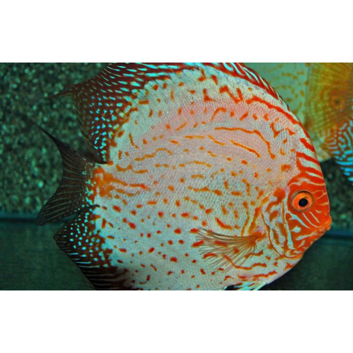 Discus Pigeon Blood Aequifasciatus Pigeon Blood