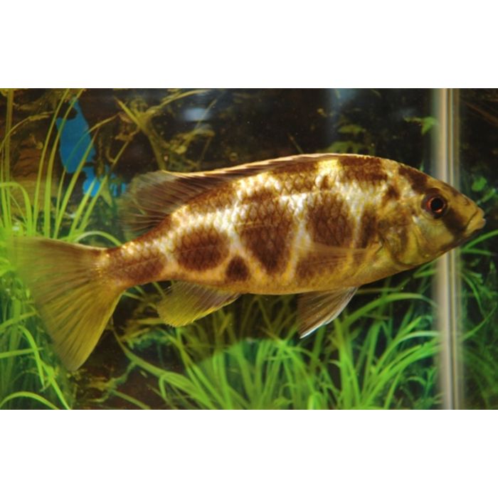 Haplochromis / Nimbochromis Venustus