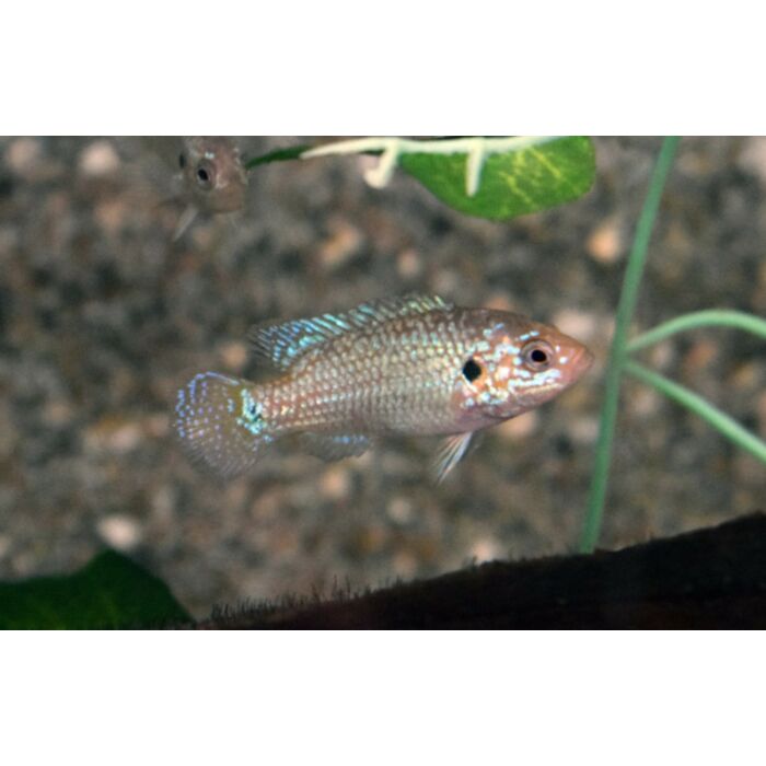 Hemichromis Lifalili Neon Blue / Juweelcichlide Neon Blauw