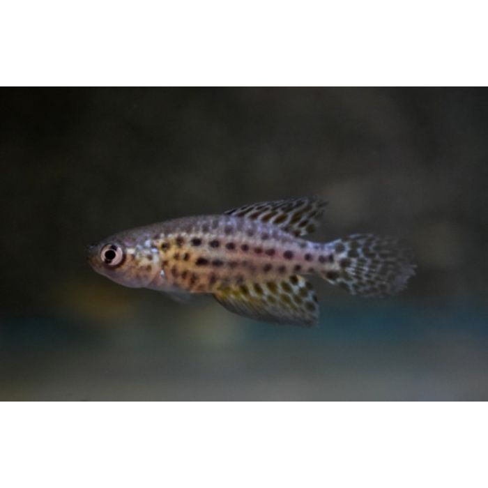 Simpsonichthys Constanciae / Tandkarper Constanciae