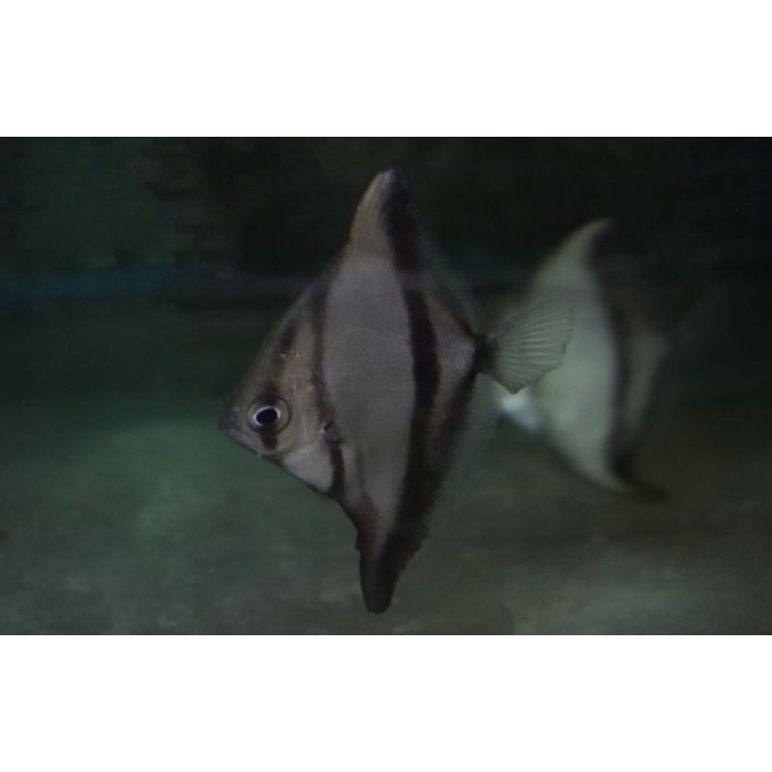 Monodactylus Sebae / Afrikaanse Bladvis