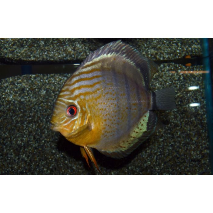 S. Aequifasciatus Tarzoo / Discus Tarzoo ( wildvang)