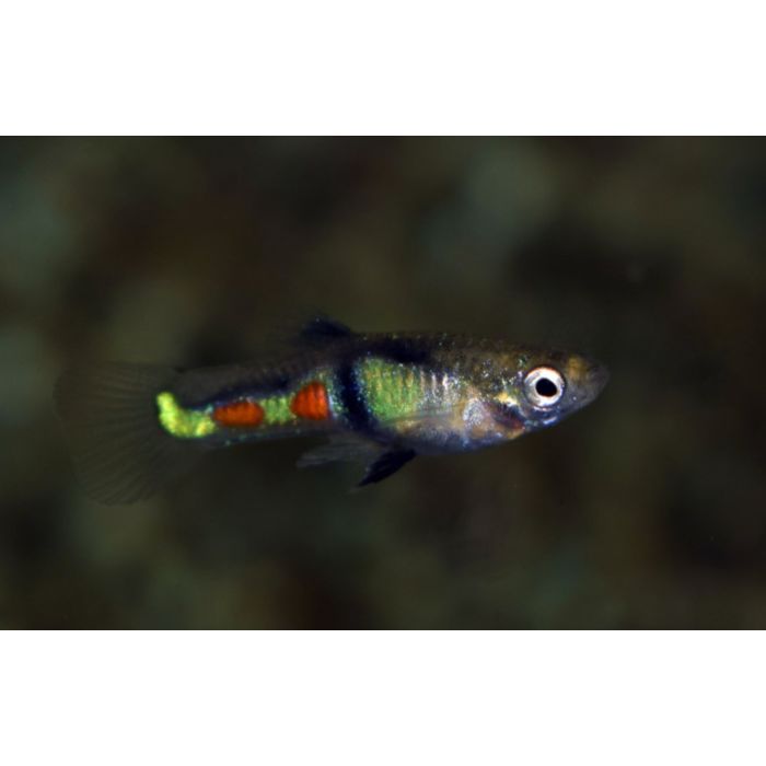 Poecilia Wingei El Tigre