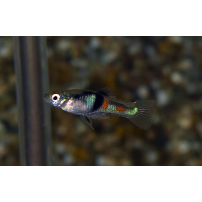 Poecilia Wingei El Tigre