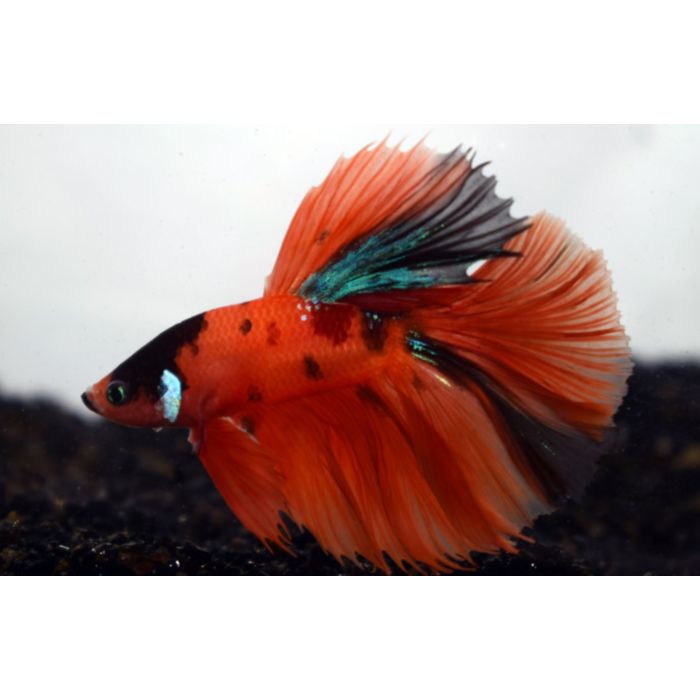 Betta Sp. Half Moon Nemo / Kempvis Halfmoon Nemo