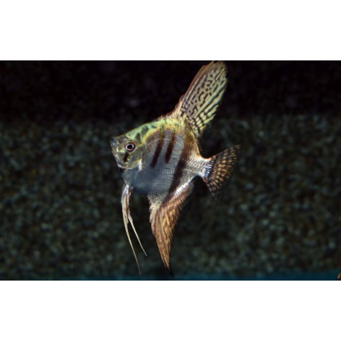 Pterophyllum Scalare Pinoy Zebra / Maanvis Pinoy Zebra