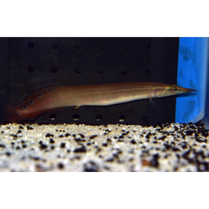 Macrognathus Aculeatus / Pauwoogstekelaal