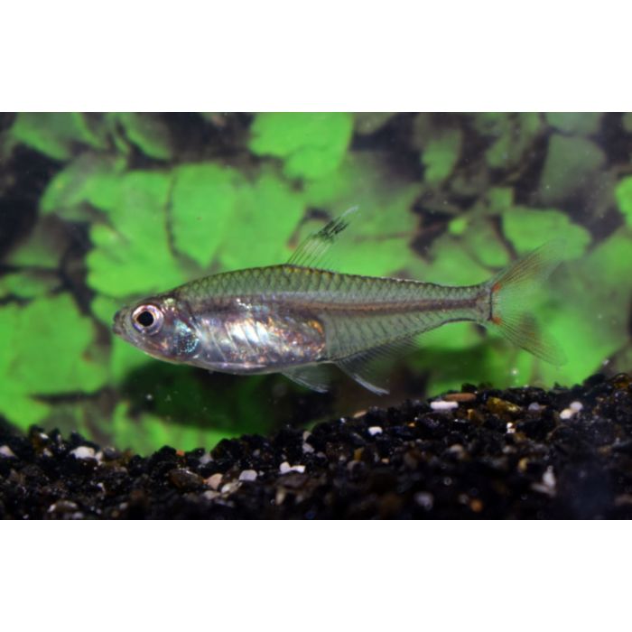 Hyphessobrycon Dorsalis / Tetra Dorsalis