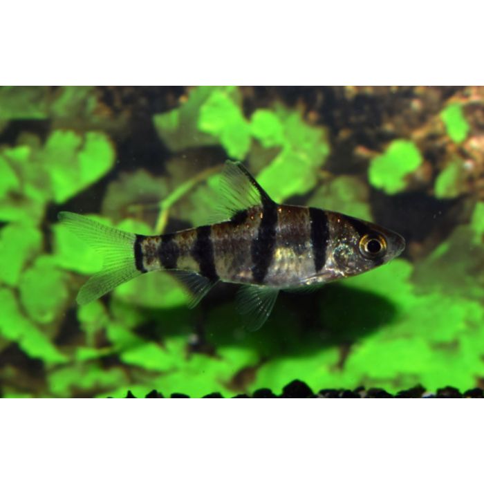 Barbus hexazona
