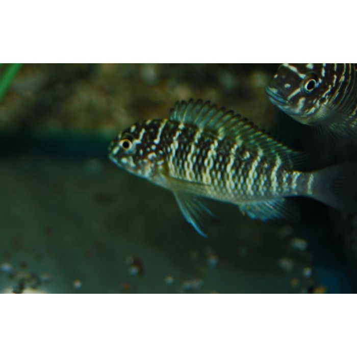 Tropheus Moorii Murago Tanganyika Cichlide