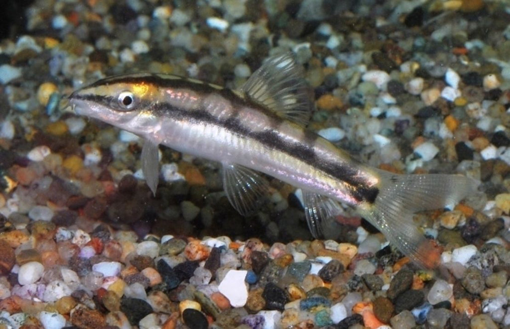 Botia Sidthimunki Dwergbotia Thailand
