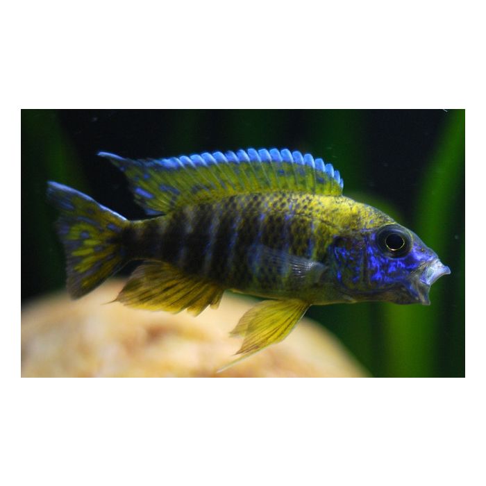 Aulonocara Baenschi Benga