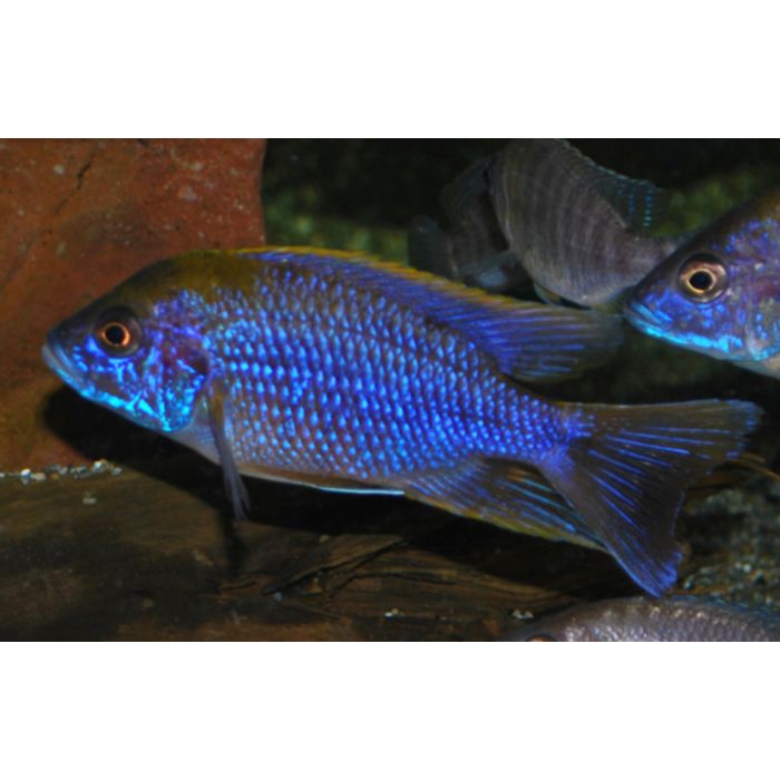 Aulonocara Lwanda