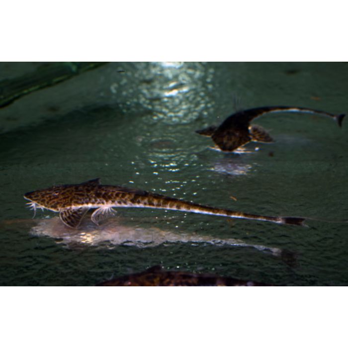 Crossoloricaria Sp. Peru / Zweepstaart Peru