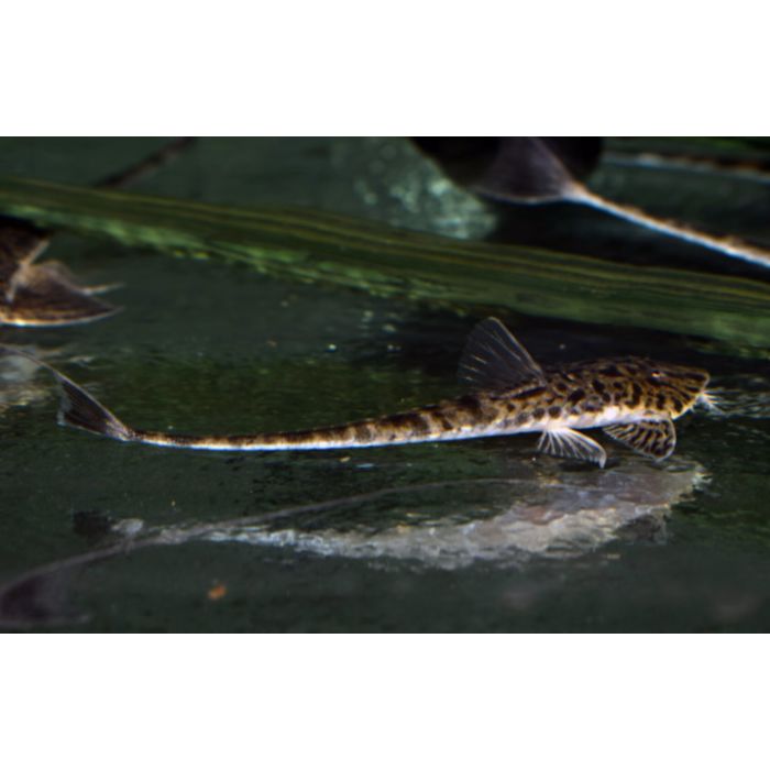 Crossoloricaria Sp. Peru / Zweepstaart Peru