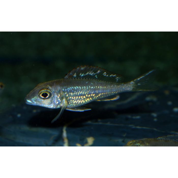 Callochromis Pleurospilus Kigoma F1 Tanganyika Glansmuilbroeder