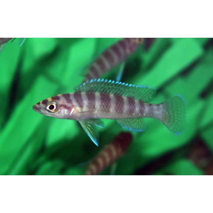 Neolamprologus Cylindricus Tanganyika Cichlide