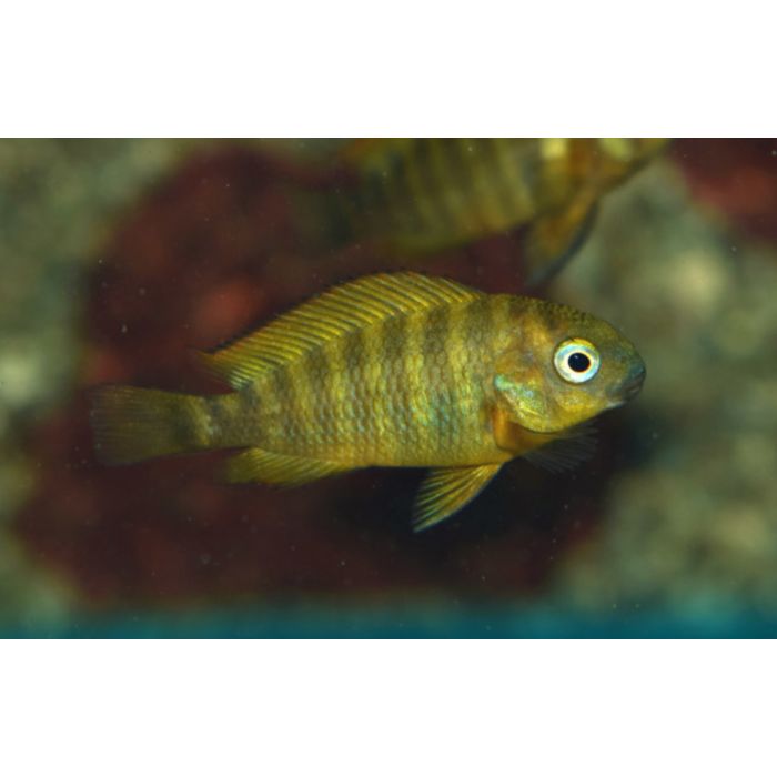 Tropheus Brichardi Namansi Fiery Fry F1 Tanganyika Cichlide Namansi