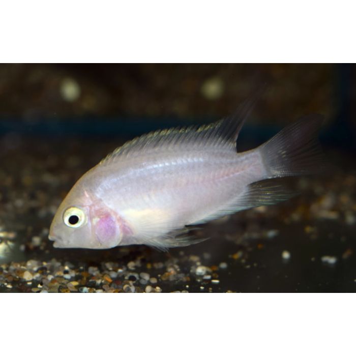 Amatitlania Nigrofasciata White / Zebra Cichlide Wit
