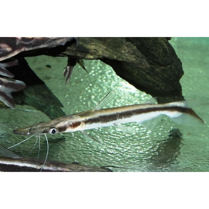 Sorubim Lima / Spatelmeerval