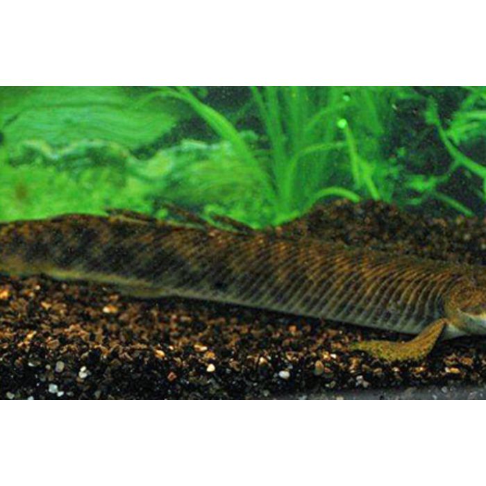 Polypterus Palmas / Kwastvinsnoek Palmas