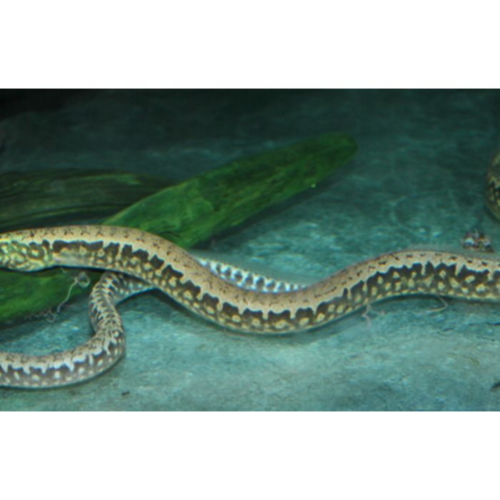 Mastacembelus Frenatus / Stekelaal Frenatus