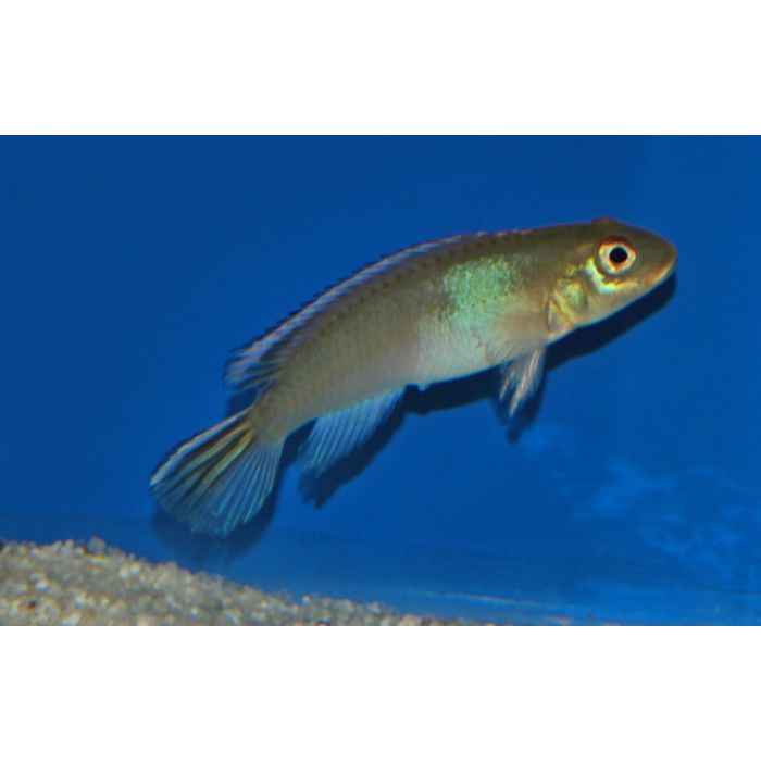 Nanochromis Parilus Blauwe Cichlide Congo