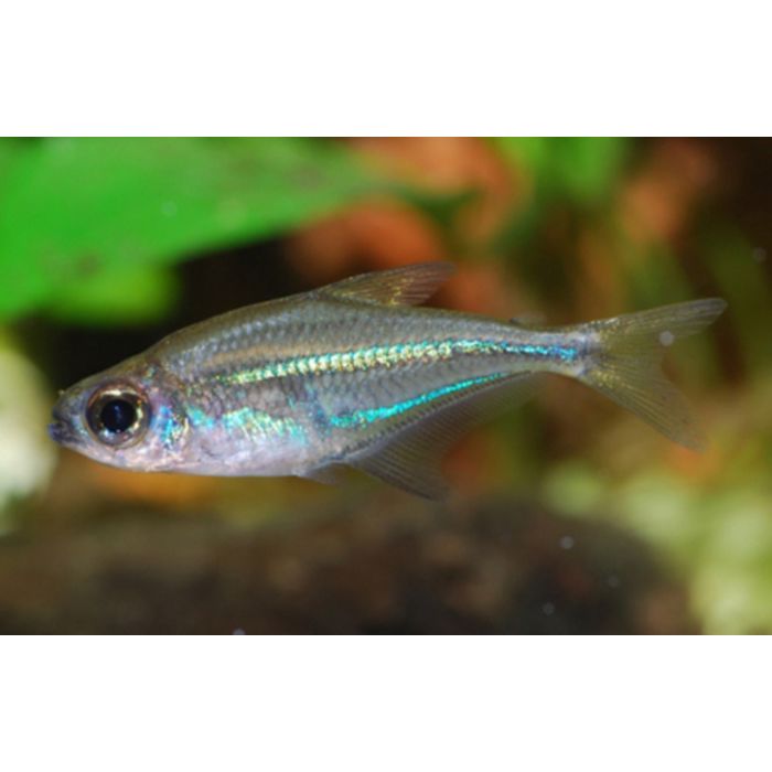 Heterocharax Virgulatus / Tetra Virgulatus