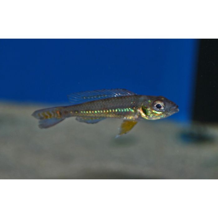 Biotoecus Opercularis / Dwergcichlide Opercularis