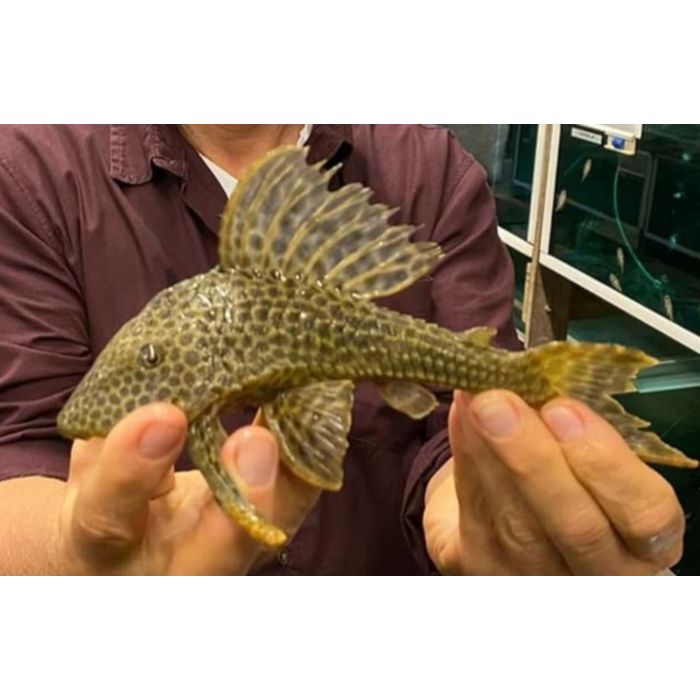 Hypostomus Sp. San Felipe / San Felipe Hypostomus