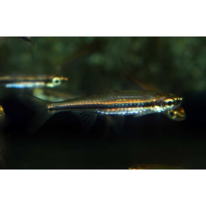 Trigonopoma Gracile / Rasbora Gracile