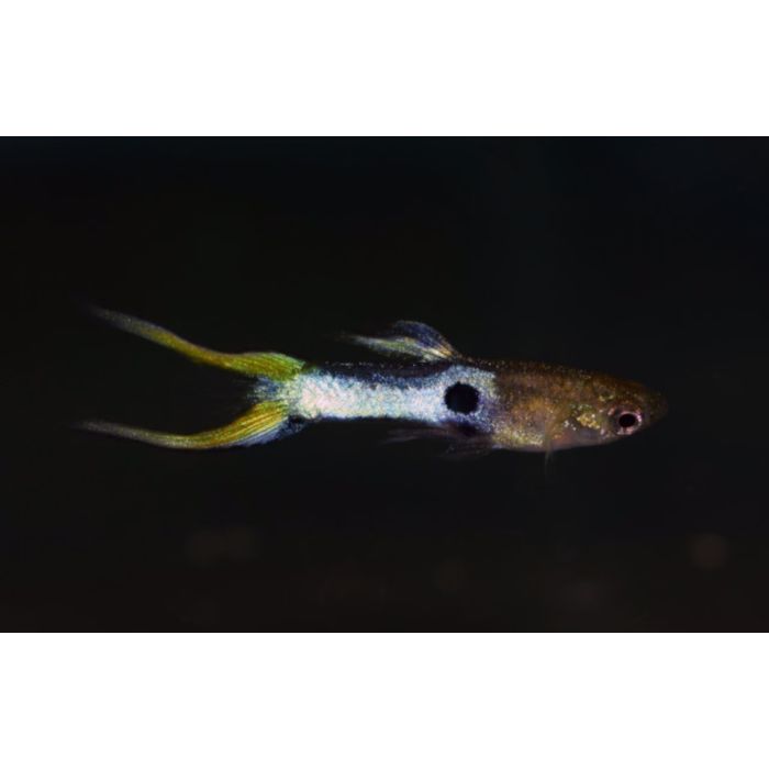 Poecilia Wingei Japan Blue Lasertail Male