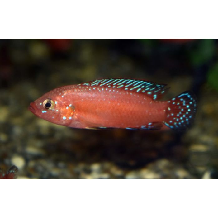 Hemichromis Exsul / Juweelcichlide Exsul