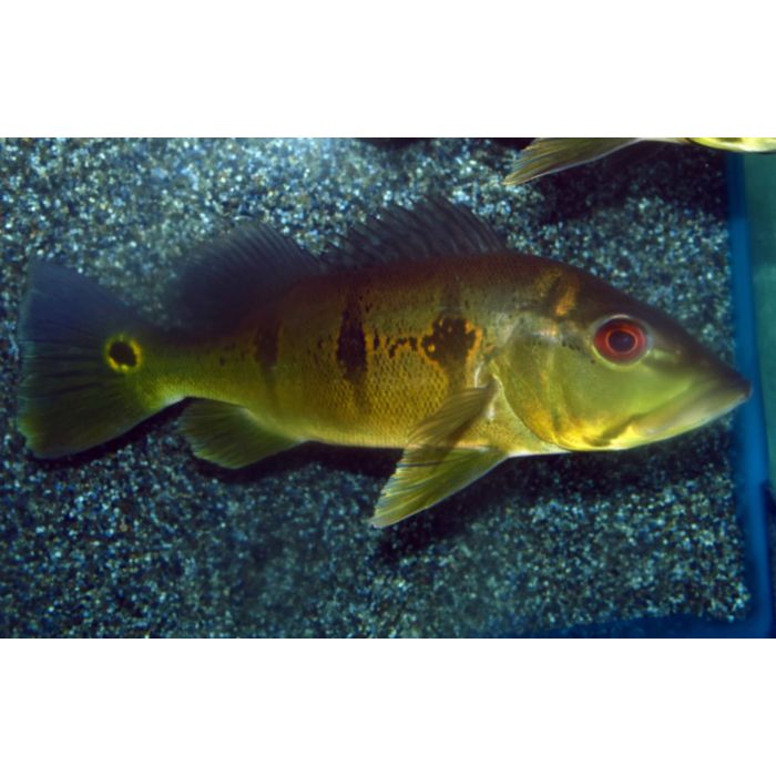 Cichla Orinocensis / Pauwoogbaars Orinocensis